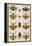 Insects, Seba's Thesaurus, 1734-Science Source-Framed Premier Image Canvas