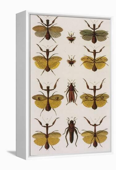 Insects, Seba's Thesaurus, 1734-Science Source-Framed Premier Image Canvas