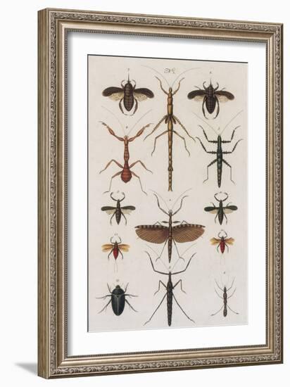 Insects, Seba's Thesaurus, 1734-Science Source-Framed Giclee Print