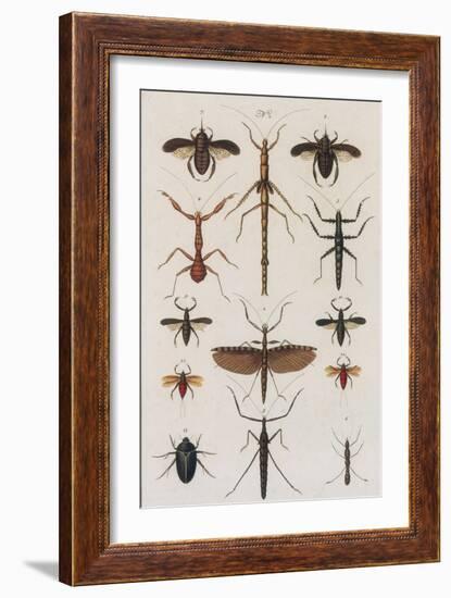 Insects, Seba's Thesaurus, 1734-Science Source-Framed Giclee Print