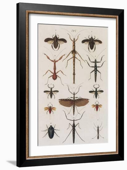 Insects, Seba's Thesaurus, 1734-Science Source-Framed Giclee Print