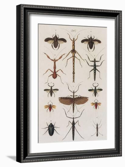 Insects, Seba's Thesaurus, 1734-Science Source-Framed Giclee Print