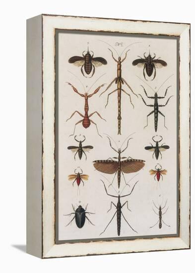 Insects, Seba's Thesaurus, 1734-Science Source-Framed Premier Image Canvas