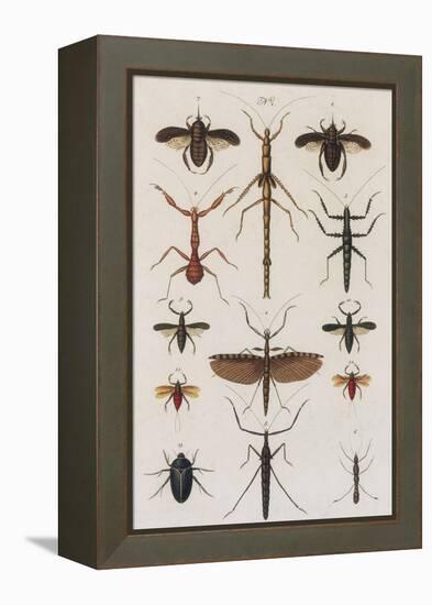 Insects, Seba's Thesaurus, 1734-Science Source-Framed Premier Image Canvas