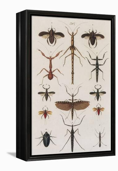 Insects, Seba's Thesaurus, 1734-Science Source-Framed Premier Image Canvas