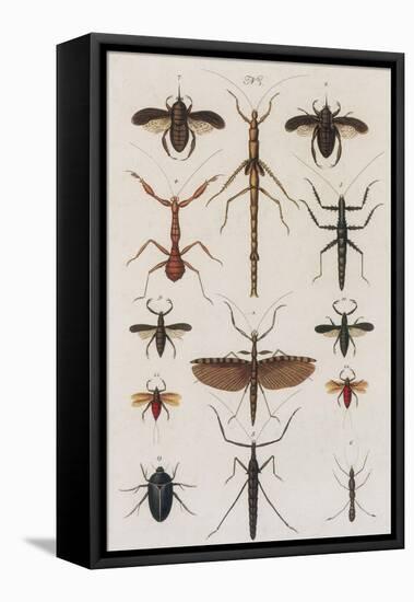 Insects, Seba's Thesaurus, 1734-Science Source-Framed Premier Image Canvas