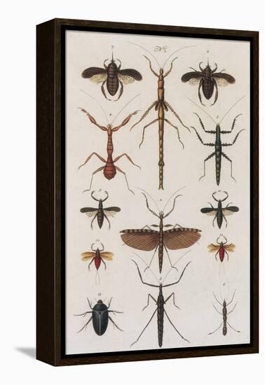 Insects, Seba's Thesaurus, 1734-Science Source-Framed Premier Image Canvas