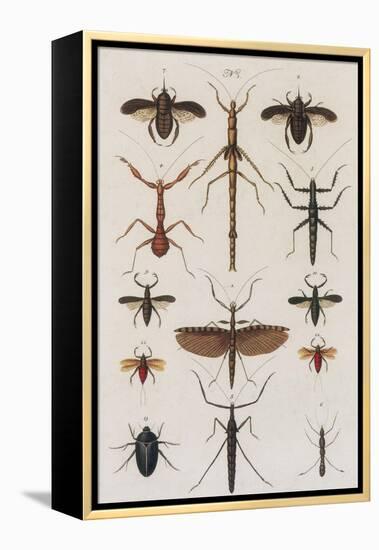 Insects, Seba's Thesaurus, 1734-Science Source-Framed Premier Image Canvas