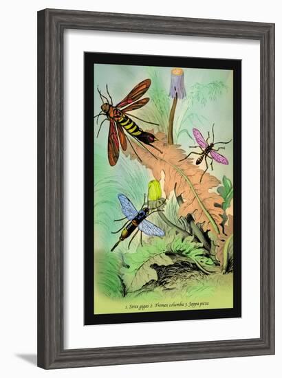 Insects: Sirex Gigas, Tremex Columba and Joppa Picta-James Duncan-Framed Art Print