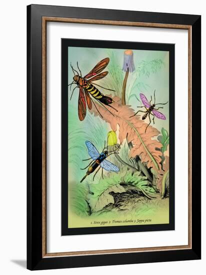 Insects: Sirex Gigas, Tremex Columba and Joppa Picta-James Duncan-Framed Art Print