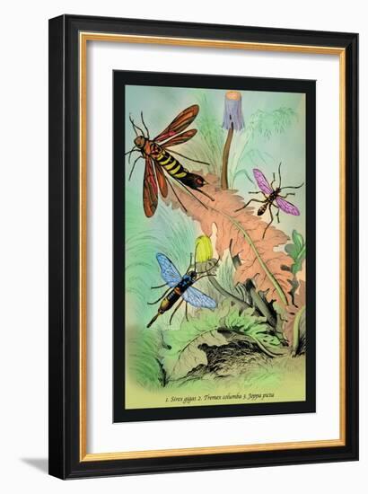 Insects: Sirex Gigas, Tremex Columba and Joppa Picta-James Duncan-Framed Art Print