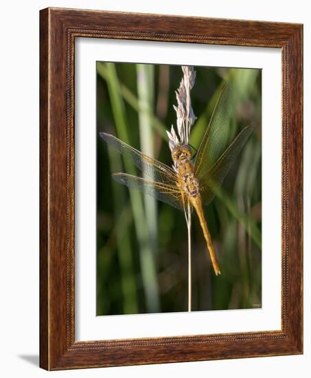 Insects-Gordon Semmens-Framed Photographic Print