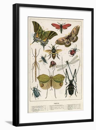 Insects-English School-Framed Giclee Print