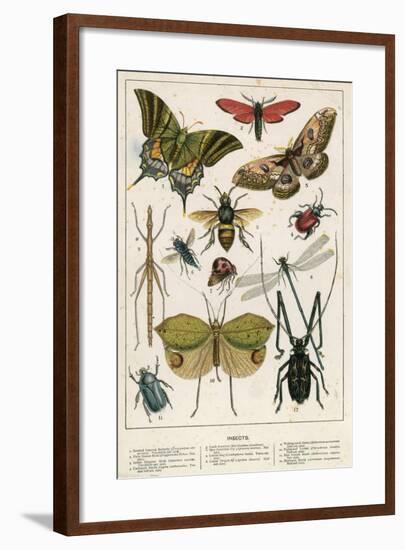 Insects-English School-Framed Giclee Print