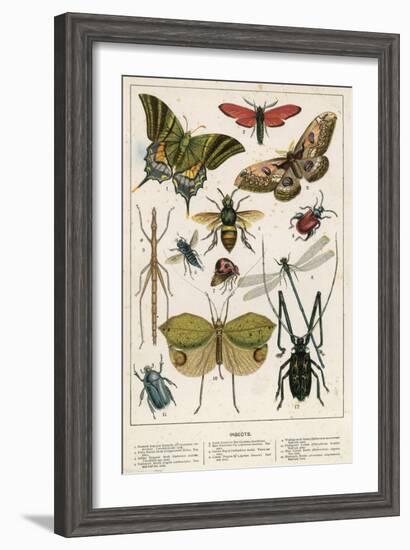 Insects-English School-Framed Giclee Print