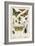 Insects-English School-Framed Giclee Print