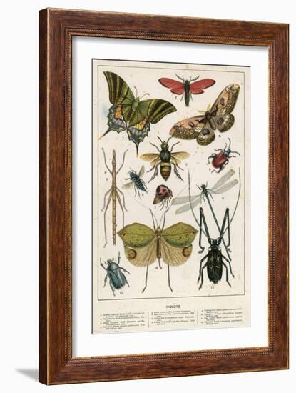 Insects-English School-Framed Giclee Print
