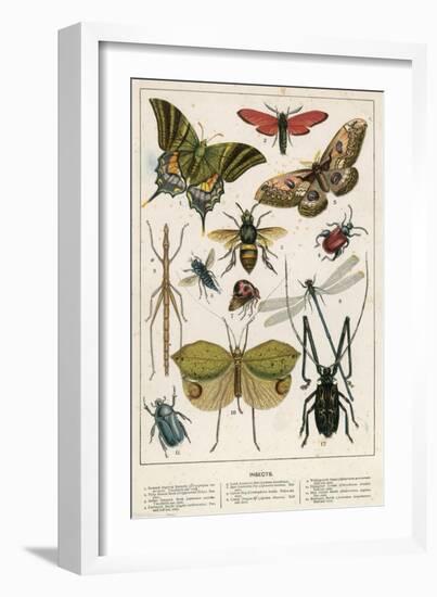 Insects-English School-Framed Giclee Print