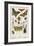 Insects-English School-Framed Giclee Print