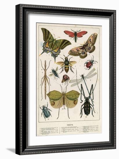 Insects-English School-Framed Giclee Print