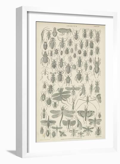 Insects-null-Framed Giclee Print