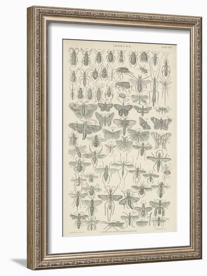 Insects-null-Framed Giclee Print
