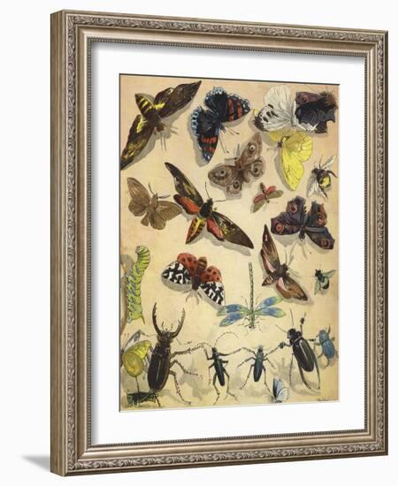 Insects-Richard Andre-Framed Giclee Print