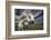 Inseparables-Bragi Ingibergsson --Framed Photographic Print