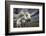 Inseparables-Bragi Ingibergsson --Framed Photographic Print