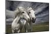 Inseparables-Bragi Ingibergsson --Mounted Photographic Print