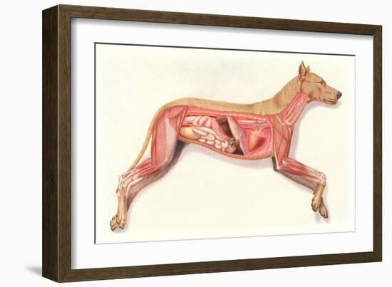 Inside a Dog-null-Framed Art Print