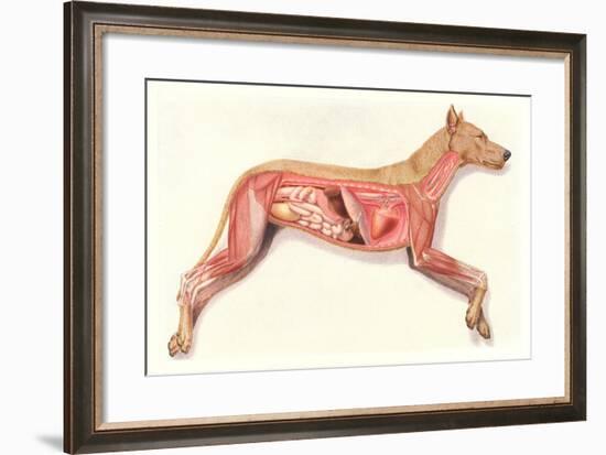 Inside a Dog-null-Framed Art Print