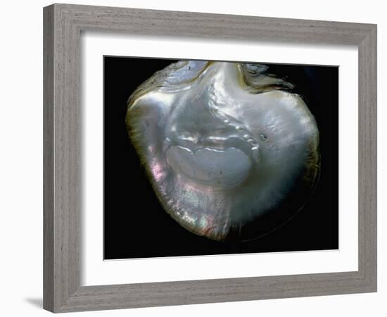 Inside of a pearl oyster-Werner Forman-Framed Giclee Print