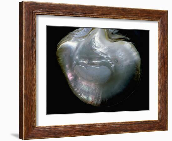 Inside of a pearl oyster-Werner Forman-Framed Giclee Print