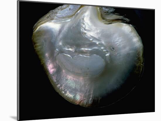 Inside of a pearl oyster-Werner Forman-Mounted Giclee Print