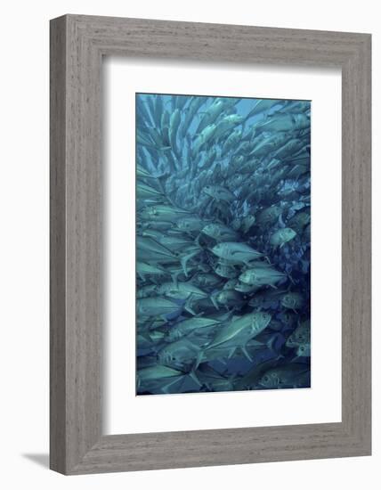 Inside of a School of Jack Fish, Cabo Pulmo, Mexico-Stocktrek Images-Framed Photographic Print