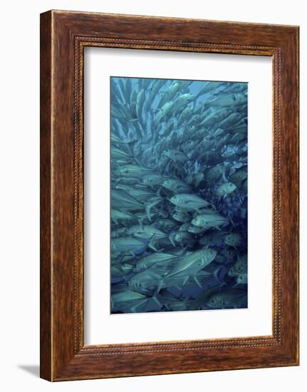 Inside of a School of Jack Fish, Cabo Pulmo, Mexico-Stocktrek Images-Framed Photographic Print