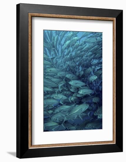 Inside of a School of Jack Fish, Cabo Pulmo, Mexico-Stocktrek Images-Framed Photographic Print