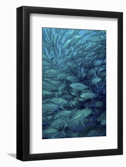 Inside of a School of Jack Fish, Cabo Pulmo, Mexico-Stocktrek Images-Framed Photographic Print