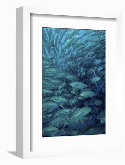 Inside of a School of Jack Fish, Cabo Pulmo, Mexico-Stocktrek Images-Framed Photographic Print