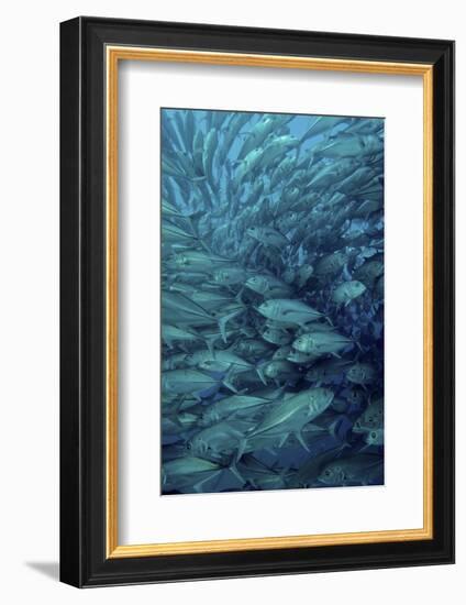 Inside of a School of Jack Fish, Cabo Pulmo, Mexico-Stocktrek Images-Framed Photographic Print