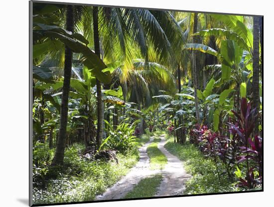 Inside of Parque Tayrona, Playa De Los Angeles and the Adjoining Rain Forest, Taganga, Colombia-Micah Wright-Mounted Photographic Print