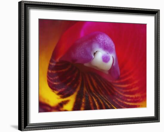 Inside of the Orchid Catleya-Triana-null-Framed Photographic Print