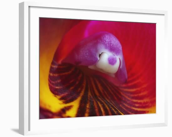 Inside of the Orchid Catleya-Triana-null-Framed Photographic Print