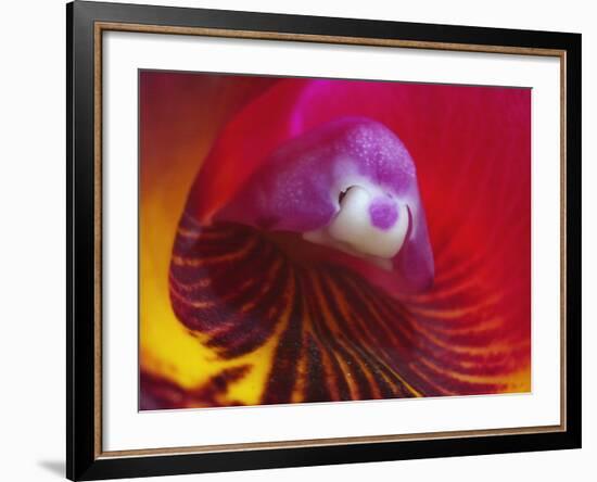 Inside of the Orchid Catleya-Triana-null-Framed Photographic Print