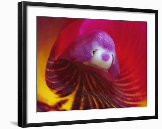 Inside of the Orchid Catleya-Triana-null-Framed Photographic Print