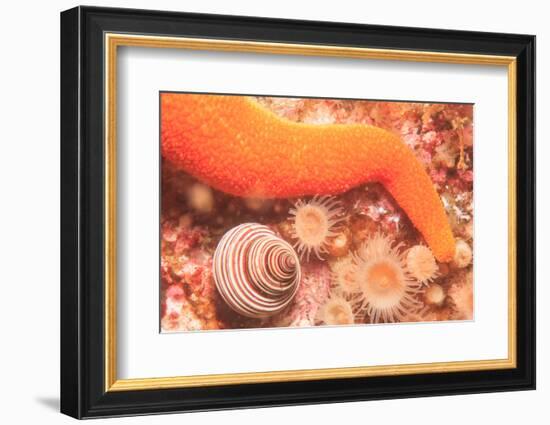 Inside Passage, Sitka Area, Alaska, USA-Stuart Westmorland-Framed Photographic Print