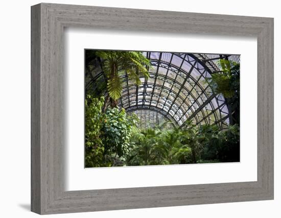 Inside the Botanical Building in Balboa Park in San Diego, California.  inside are over 350 Species-pdb1-Framed Photographic Print