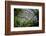 Inside the Botanical Building in Balboa Park in San Diego, California.  inside are over 350 Species-pdb1-Framed Photographic Print