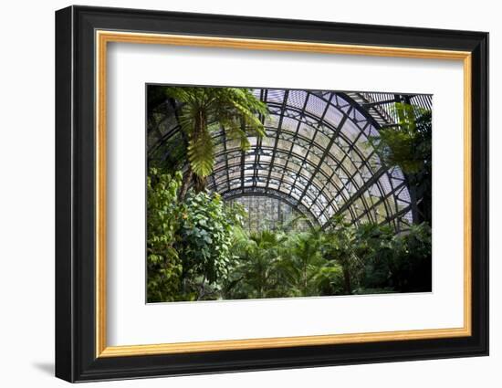 Inside the Botanical Building in Balboa Park in San Diego, California.  inside are over 350 Species-pdb1-Framed Photographic Print